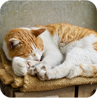 猫が布の上で寝ています