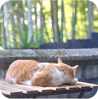 ベンチに猫がこちらに背中を向けて寝ています