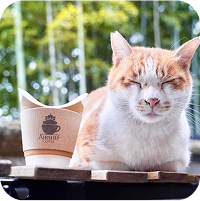 AIRSHIPと書かれた紙製のカップと猫がベンチに寝ています