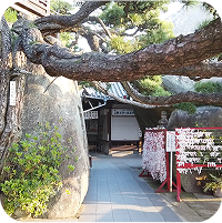 大きな石と松の木が有る神社の境内