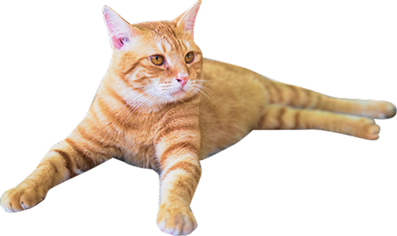 黒色の猫