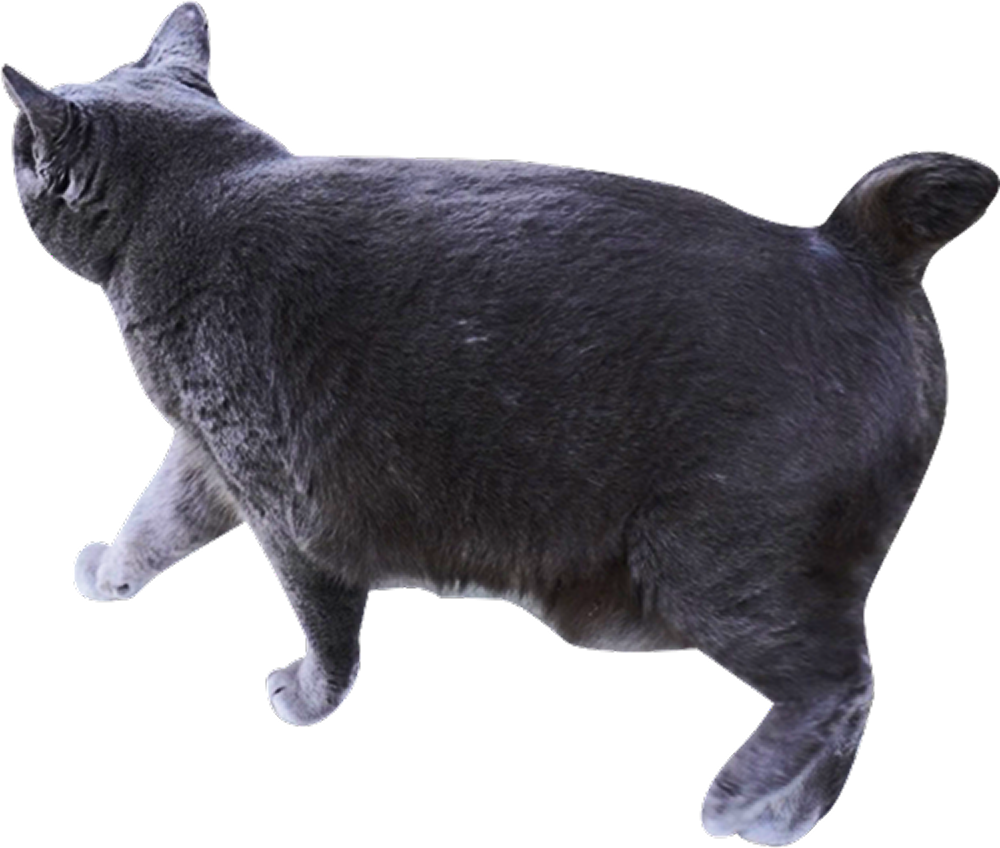 茶色の猫
