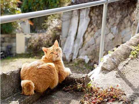 写真:茶色い猫がこっちを見ています